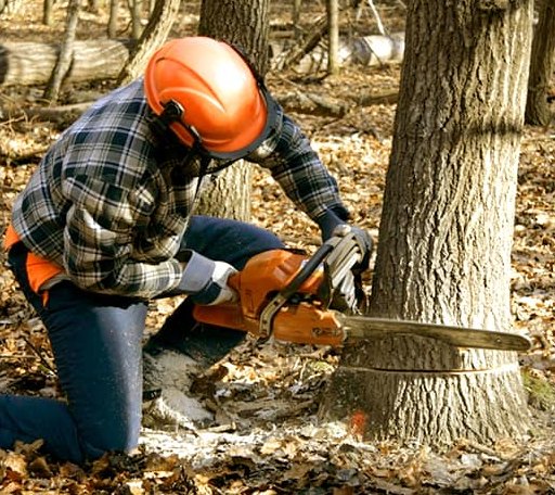 Tree Removal in Washington, VA